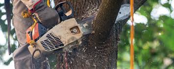 Tree and Shrub Care in St Martinville, LA