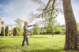 Best Tree Removal Service  in St Martinville, LA