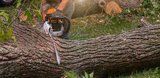 Best Tree Trimming and Pruning  in St Martinville, LA