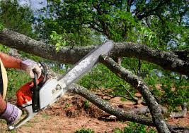 Trusted St Martinville, LA Tree Services Experts