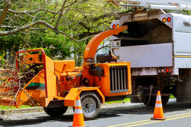 Best Seasonal Cleanup  in St Martinville, LA