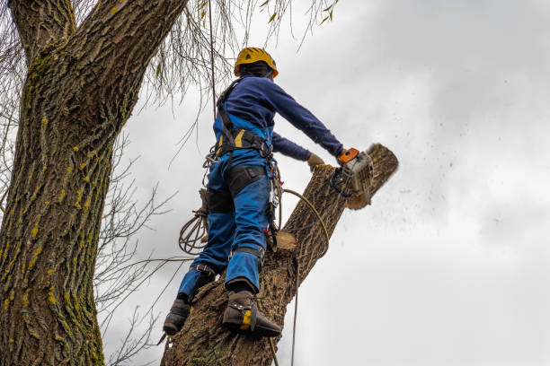 Best Commercial Tree Services  in St Martinville, LA