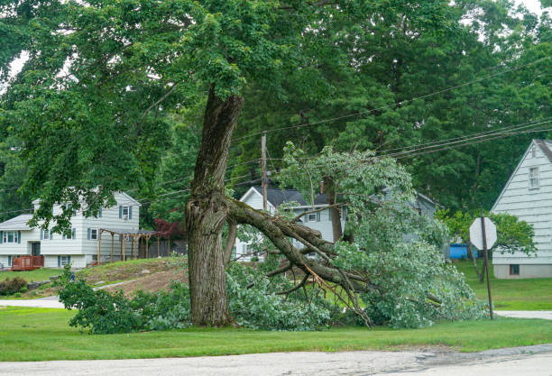 Best Tree Removal Service  in St Martinville, LA