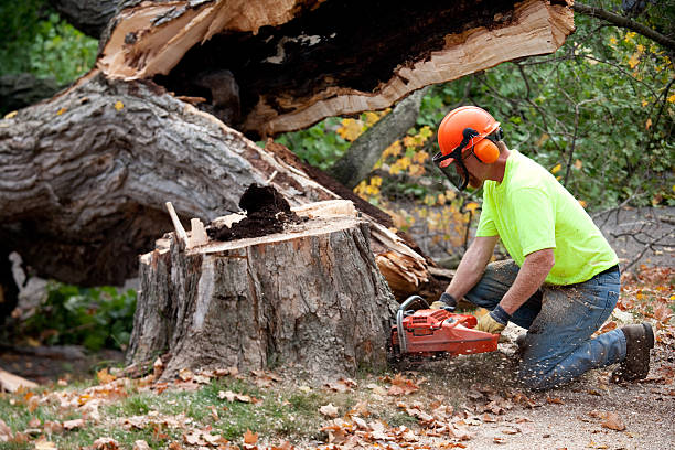 Best Tree Mulching Services  in St Martinville, LA