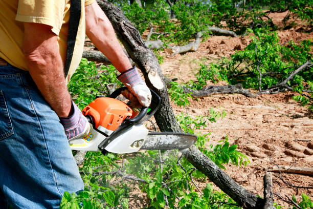 Why Choose Our Tree Removal Services in St Martinville, LA?